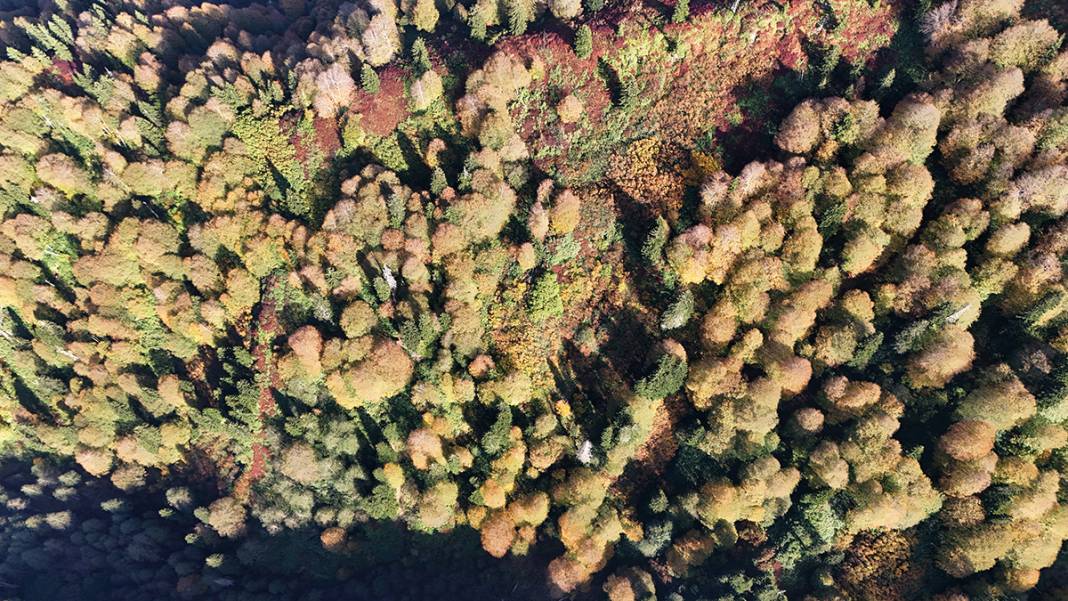 Artvin’in saklı cenneti Borçka Karagöl Tabiat Parkı'na yoğun ilgi 13